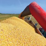 Σταθεροποείται στο εύρος 20 με 23 λεπτά το καλαμπόκι, «ανάσα» το πριμ ζωοτροφών