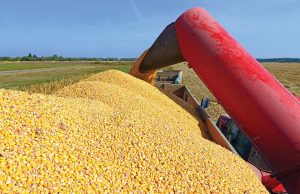 Σταθεροποείται στο εύρος 20 με 23 λεπτά το καλαμπόκι, «ανάσα» το πριμ ζωοτροφών