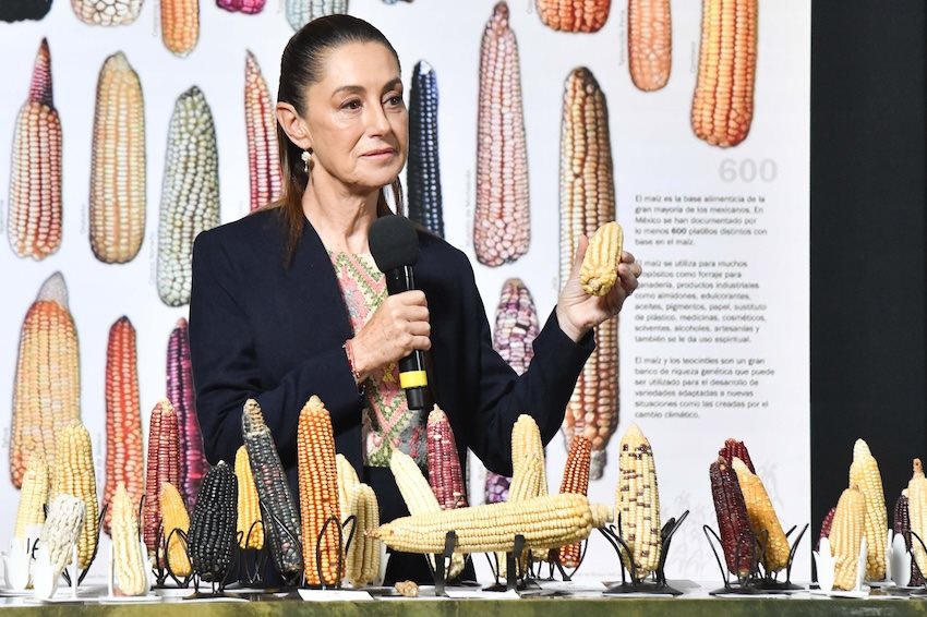 «Χωρίς καλαμπόκι δεν υπάρχει χώρα», λέει η πρόεδρος του Μεξικού που ανακοίνωσε πρόγραμμα στήριξης γηγενών ποικιλιών