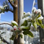 Στήριξη 50 εκατ. από το γεωργικό αποθεματικό σε έξι χώρες της ΕΕ για ζημιές από ανοιξιάτικο παγετό