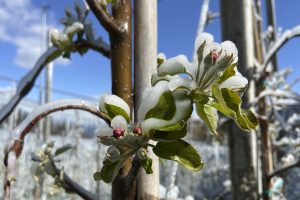 Στήριξη 50 εκατ. από το γεωργικό αποθεματικό σε έξι χώρες της ΕΕ για ζημιές από ανοιξιάτικο παγετό