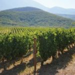 Θολό το οικονοµικό αποτύπωµα για το 60% των οινοποιείων - Winetrails