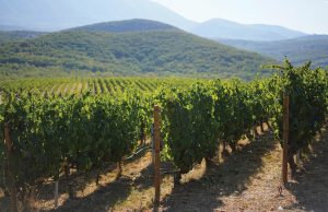 Θολό το οικονοµικό αποτύπωµα για το 60% των οινοποιείων - Winetrails