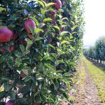 Καλλιεργητικά μέτρα στα μηλοειδή έως την ολοκλήρωση του ληθάργου - Fresher