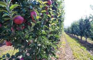Καλλιεργητικά μέτρα στα μηλοειδή έως την ολοκλήρωση του ληθάργου - Fresher