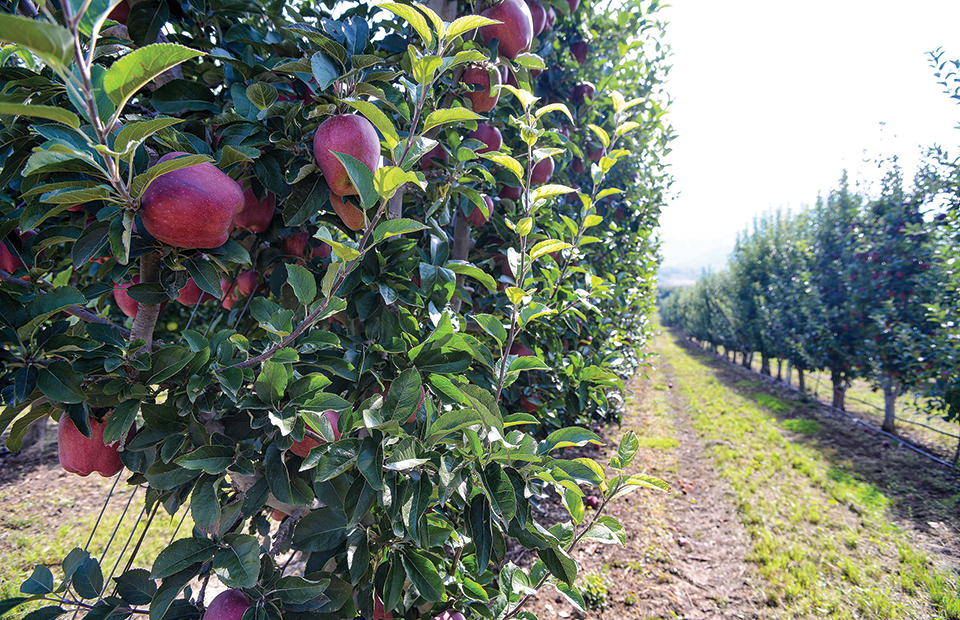 Καλλιεργητικά μέτρα στα μηλοειδή έως την ολοκλήρωση του ληθάργου - Fresher