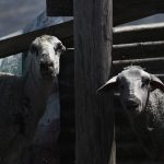 Αφανισμός: Από τους 135 κτηνοτρόφους στον Τόπειρο Ξάνθης έμεινε μόλις ένας με ζώα!