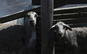 Αφανισμός: Από τους 135 κτηνοτρόφους στον Τόπειρο Ξάνθης έμεινε μόλις ένας με ζώα!