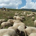 enischyontai-oi-elegchoi-kai-ta-metra-gia-tin-evlogia-ton-aigoprovaton-294107