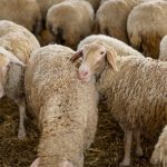Φλώρινα: Αίρονται τα περιοριστικά μέτρα έκτακτης ανάγκης για την ευλογιά