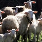 Ευλογιά αιγοπροβάτων: Συνελήφθη 60χρονος στο Τελωνείο των Κήπων για παράνομη εισαγωγή εμβολίου