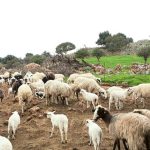 epikefalis-ethnikis-epistimonikis-epitropis-gia-evlogia-den-einai-to-emvolio-i-lysi-stin-parousa-fasi-184400