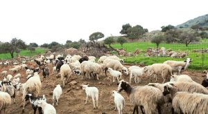 epikefalis-ethnikis-epistimonikis-epitropis-gia-evlogia-den-einai-to-emvolio-i-lysi-stin-parousa-fasi-184400