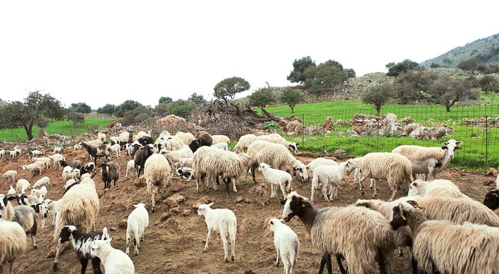 epikefalis-ethnikis-epistimonikis-epitropis-gia-evlogia-den-einai-to-emvolio-i-lysi-stin-parousa-fasi-184400