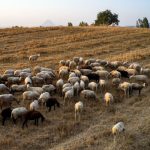 ΕΟΦ: Δεν υφίσταται αδειοδοτημένο εμβόλιο κατά της ευλογιάς των αιγοπροβάτων στην Ελλάδα και στην ΕΕ