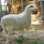 Εσωτερική έρευνα ΕΛΓΟ ΔΗΜΗΤΡΑ έως 17 Νοεμβρίου για το κρούσμα ευλογιάς στα Γιαννιτσά