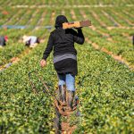 Έρευνα: Οι επιδοτήσεις της ΕΕ συνεχίζουν να χρηματοδοτούν την εκμετάλλευση μεταναστών εργατών