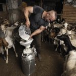 Μεταξύ 1,65 και 1,70 ευρώ ίσως καθίσει η μπίλια για τις συμφωνίες στο πρόβειο γάλα - Τυροκόμος