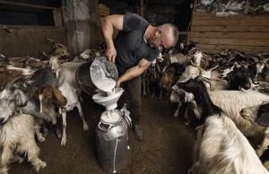 Μεταξύ 1,65 και 1,70 ευρώ ίσως καθίσει η μπίλια για τις συμφωνίες στο πρόβειο γάλα - Τυροκόμος