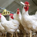 «Καμπανάκι» στη Γαλλία για την εξάπλωση της γρίπης των πτηνών