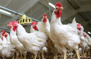 «Καμπανάκι» στη Γαλλία για την εξάπλωση της γρίπης των πτηνών