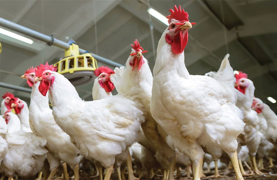 «Καμπανάκι» στη Γαλλία για την εξάπλωση της γρίπης των πτηνών