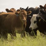 Καμπανάκι ΕΘΕΑΣ-Βους Ελλάς για προληπτικά μέτρα κατά οζώδους δερματίτιδας