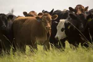 Καμπανάκι ΕΘΕΑΣ-Βους Ελλάς για προληπτικά μέτρα κατά οζώδους δερματίτιδας