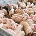 pithano-krousma-evlogias-stin-p-e-kozanis-se-synagermo-oi-arches-260875