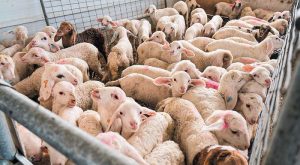 pithano-krousma-evlogias-stin-p-e-kozanis-se-synagermo-oi-arches-260875