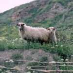 Στελέχωση κτηνιατρικών υπηρεσιών και αποζημιώσεις ζητά η Ενωτική Ομοσπονδία Αγροτικών Συλλόγων Ημαθίας