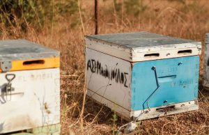 Το μέλι της ελληνικής φύσης στην καλύτερη έκφρασή του παράγει η Asimakopoulos Bee Products