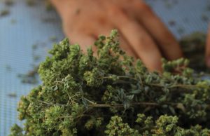 Με όραμα εξωστρέφειας και σεβασμό στη φύση πορεύεται η Lantzounato Herbs