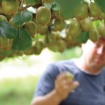 Καλή αναμένεται η τιμή του ελληνικού ακτινιδίου τα επόμενα χρόνια, δυσκολεύει η καλλιέργεια - Fresher