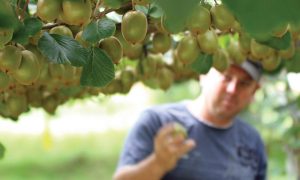 Καλή αναμένεται η τιμή του ελληνικού ακτινιδίου τα επόμενα χρόνια, δυσκολεύει η καλλιέργεια - Fresher