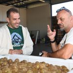 Με ειδική θρέψη χτίζεται το premium brand στο ακτινίδιο - Fresher