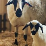 H ευλογιά έπληξε το κοπάδι του ΕΛΓΟ-ΔΗΜΗΤΡΑ στα Γιαννιτσά