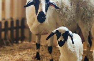 H ευλογιά έπληξε το κοπάδι του ΕΛΓΟ-ΔΗΜΗΤΡΑ στα Γιαννιτσά