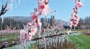 agrotikos-syllogos-dimou-skydras-amesi-stirixi-ton-pligenton-agroton-apo-ton-earino-pageto-257928