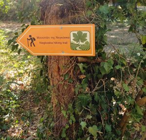 Επαφή με την ερυθρή ποικιλία Νεγκόσκα στο φερώνυμο πεζοπορικό μονοπάτι στη Γουμένισσα - Winetrails