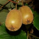 Ακτινίδια: Ενθαρρυντικές προοπτικές για την Ελλάδα