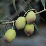 Παρατηρητήριο Τιμών Ελαιολάδου (17/10/2025)