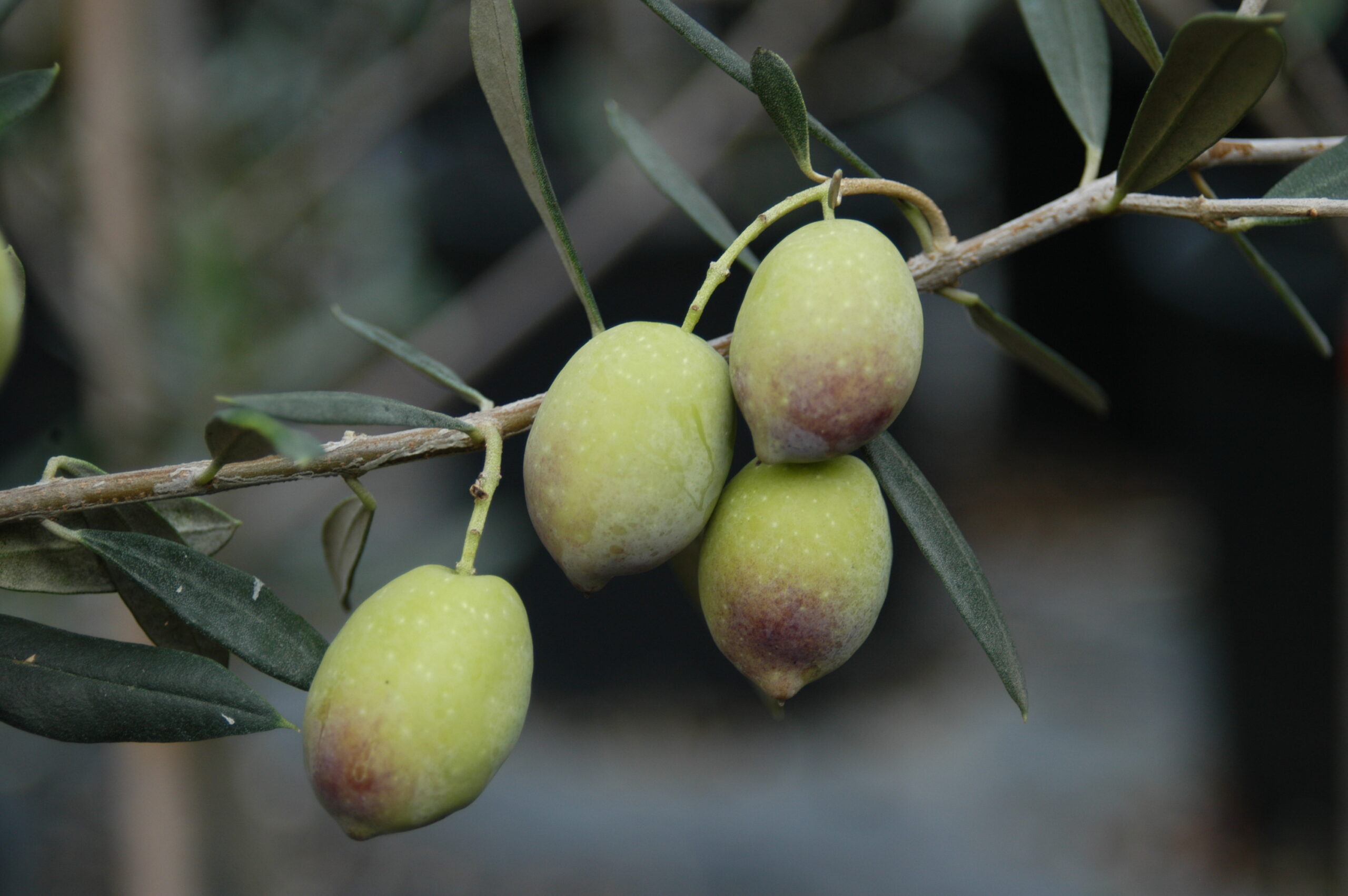 Παρατηρητήριο Τιμών Ελαιολάδου (17/10/2025)
