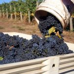 Hλεκτρονικά έως 15 Δεκεμβρίου η υποβολή δηλώσεων συγκομιδής αμπελοοινικών προϊόντων 2025-2026 - Winetrails