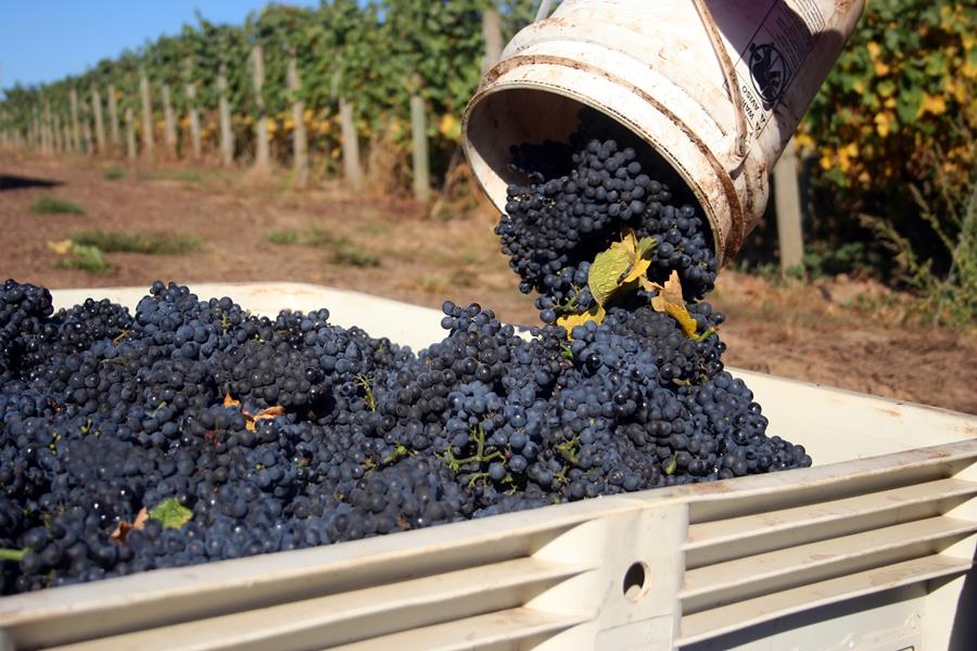 Hλεκτρονικά έως 15 Δεκεμβρίου η υποβολή δηλώσεων συγκομιδής αμπελοοινικών προϊόντων 2025-2026 - Winetrails