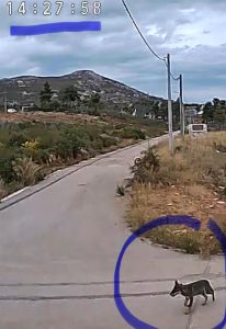 «Ζούμε με τον φόβο»: Αγέλη λύκων έξω από σπίτια στην Ιπποκράτειο Πολιτεία - Κραυγή για βοήθεια από τους κατοίκους