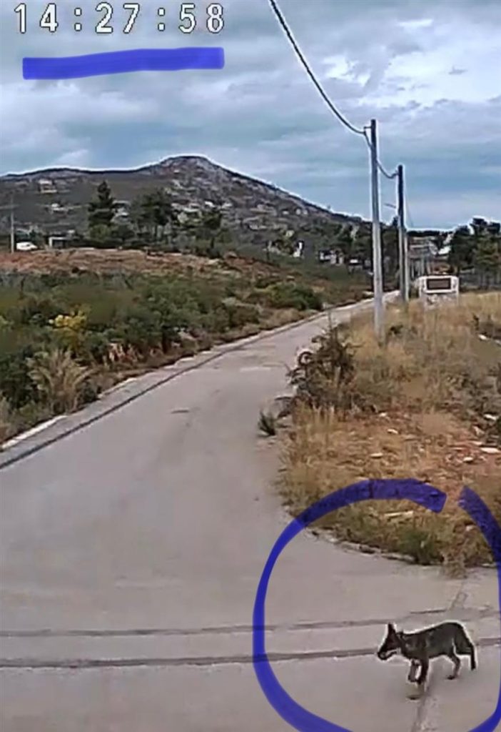 «Ζούμε με τον φόβο»: Αγέλη λύκων έξω από σπίτια στην Ιπποκράτειο Πολιτεία - Κραυγή για βοήθεια από τους κατοίκους