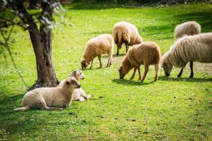 Αγωνία στην Κοζάνη - Δεύτερο κρούσμα ευλογιάς