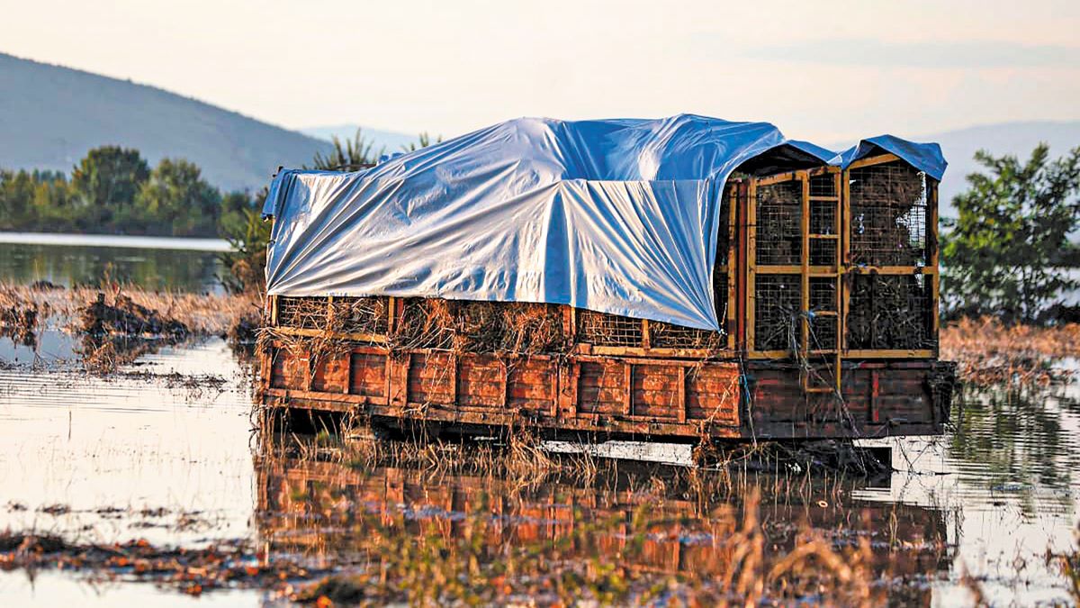Ο ΕΛΓΑ ζητά μέρος των αποζημιώσεων Daniel από 2.645 παραγωγούς