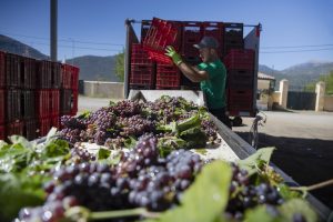 Η δικαίωση του Καμπά έρχεται 100 χρόνια μετά στις πλαγιές της Μαντινείας - Winetrails